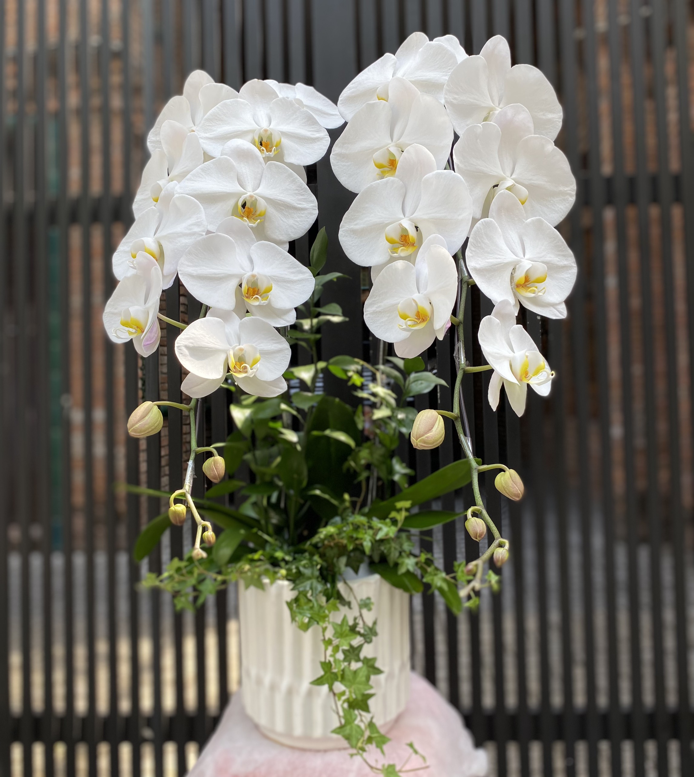 Hoa Lan Chúc Mừng 00032